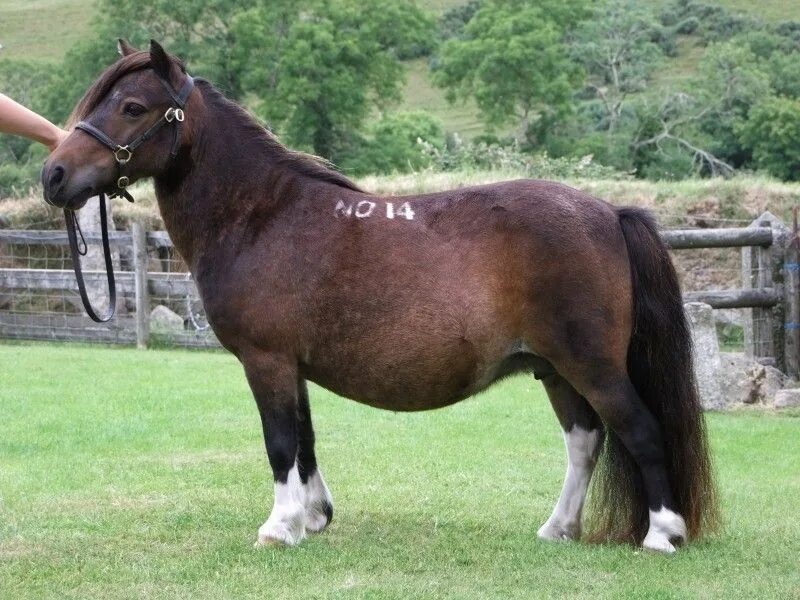 Дартмурский пони. Британский верховой пони. Шетландский пони. Пони на английском. Pony english