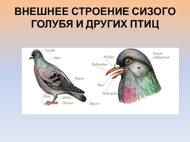 Отделы тела птиц 7 класс биология. Внешнее строение птицы голубь. Внешнее строение сизого голубя. Голубь биология внешнее строение.