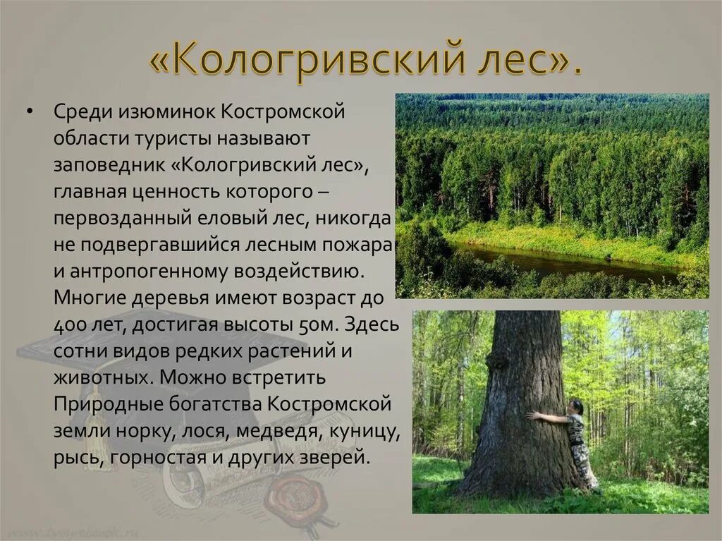 Древесина главное богатство этой зоны. Природные заповедники Костромской области. Кологривский реликтовый лес. Кологривский лес Костромская область. Кологривский заповедник Костромской.