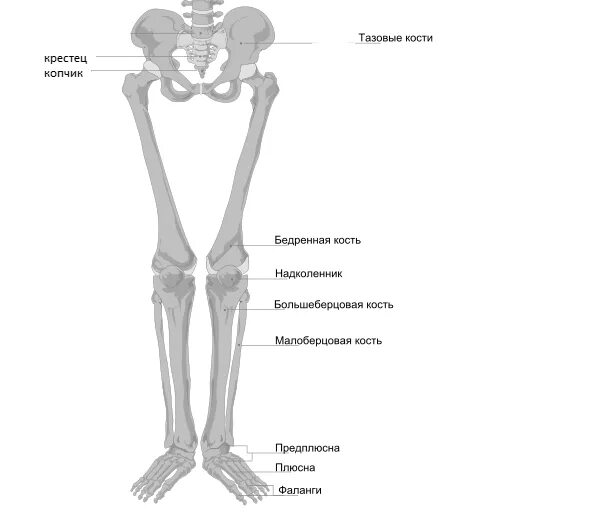 Кость где бедро. Тазовая кость и бедренная кости. Анатомия кости таза и бедренной кости. Кости таза бедренная кость. Бедренная кость соединена с тазом.