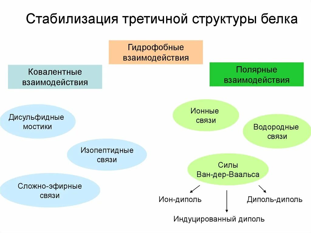 Белково белковые взаимодействия. Третичную структуру белков стабилизируют взаимодействия. Связи стабилизирующие третичную структуру. Стабилизация третичной структуры. Взаимодействия стабилизирующие третичную структуру белка.