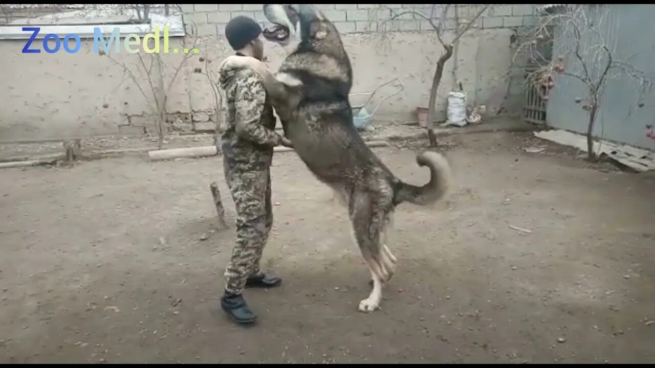 Таджикский волкодав. Собака таджик. Отарные собаки Таджикистана. Боевой таджикский собака.