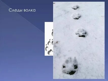 След волка и собаки