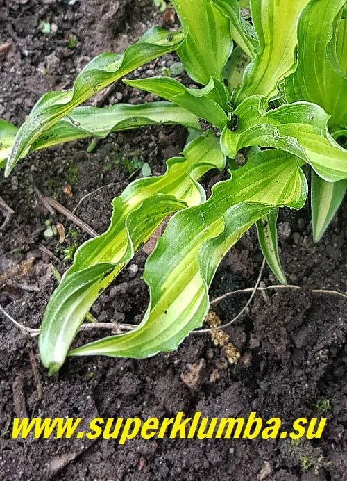 Хоста гибридная джурассик парк. Хоста блу мемуфф. Хоста wide brim. Hosta barbara ann хоста барбара энн. Хоста sharmon.