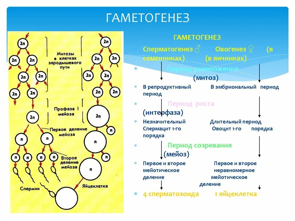 Процесс гаметогенеза таблица. Основные этапы гаметогенеза животных. Этапы развития половых клеток у растений. Оогенез и спорогенез. Гаметогенез происходит в стадии