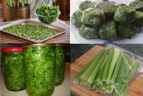 Можно ли заморозить сельдерей черешковый