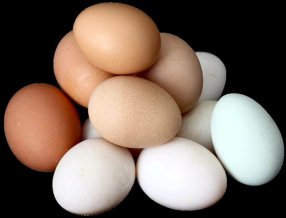 Куплю инкубационное яйцо кур породы. Яйцо домашнее. Яйцо Красноярск. Заказать яйцо куриное голошейки. Фото с авито с яйцами.