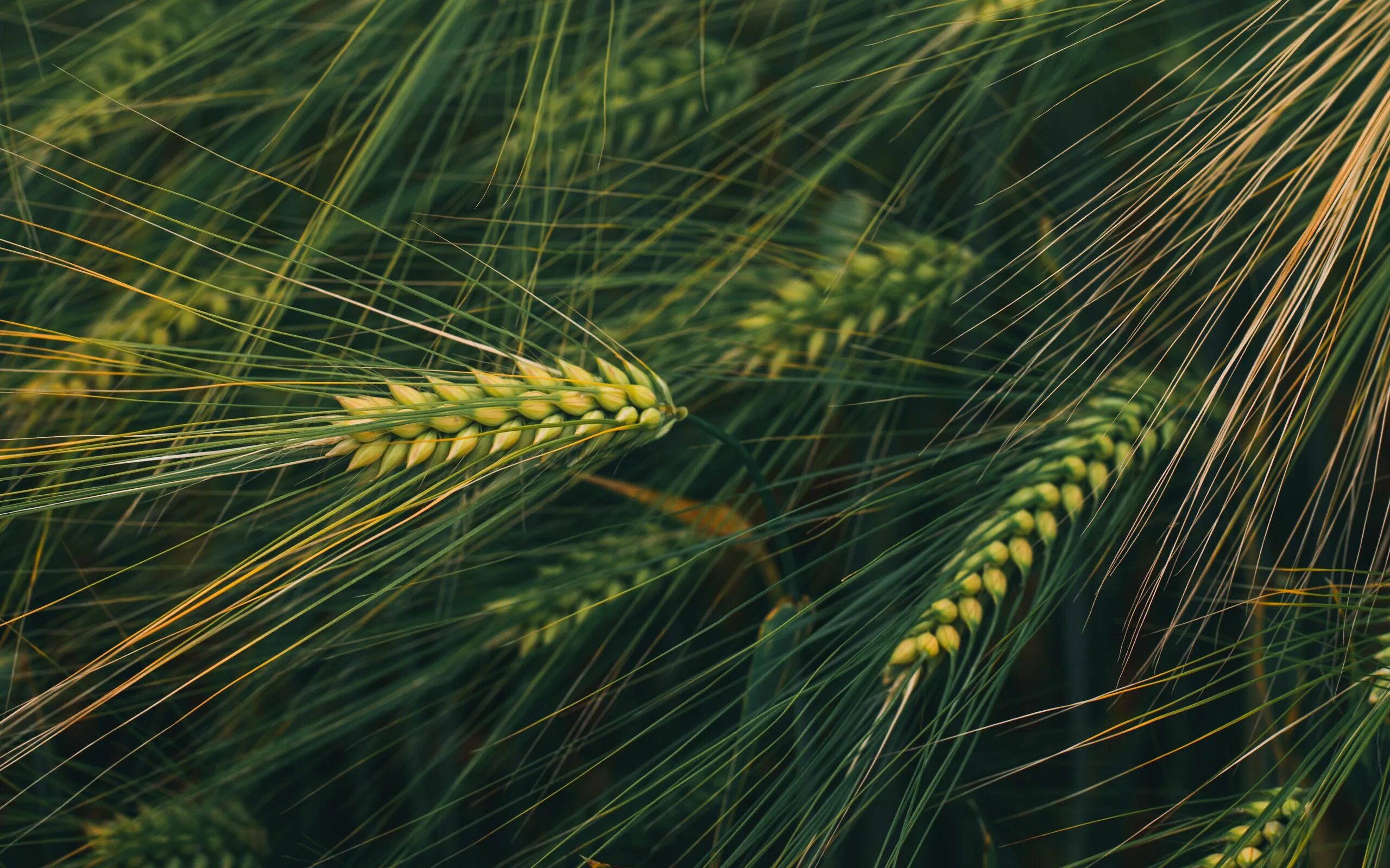 Колосок 10. Букет из пшеницы. Колосок 10. Причёски косы на средние волосы. Колосок 10.