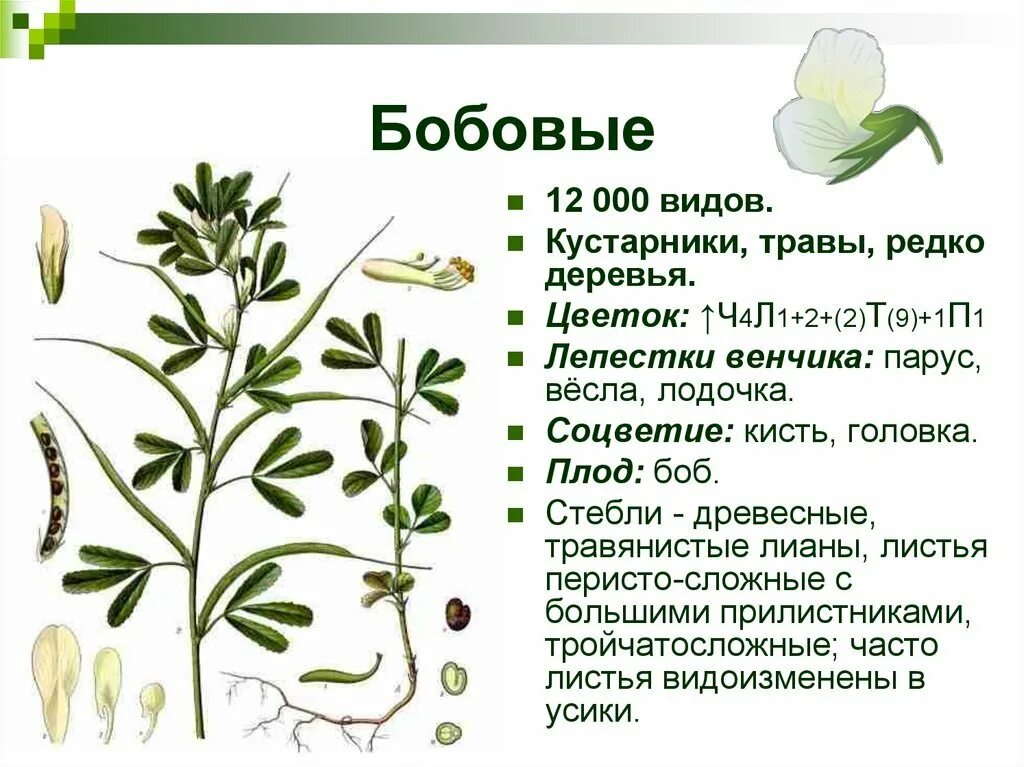 Тип листьев у гороха