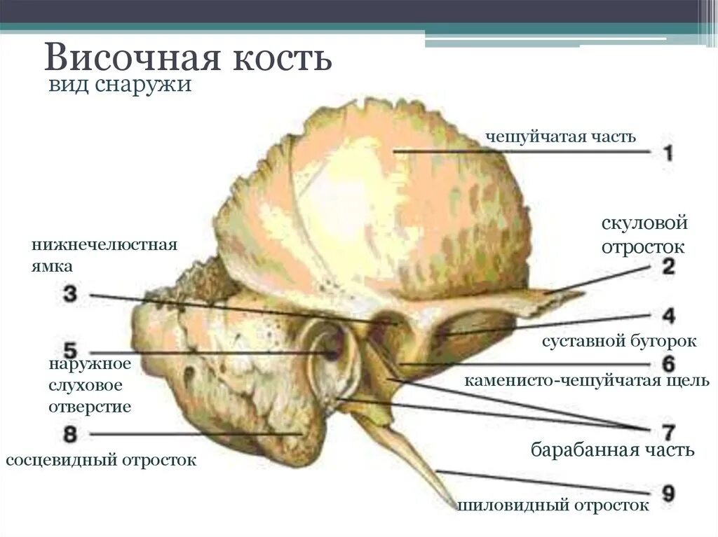 Отросток мозга 4. Сосцевидный отросток пирамиды височной кости. Кости черепа височная кость анатомия. Сосцевидный отросток височной кости анатомия. Височная кость пирамида строение.