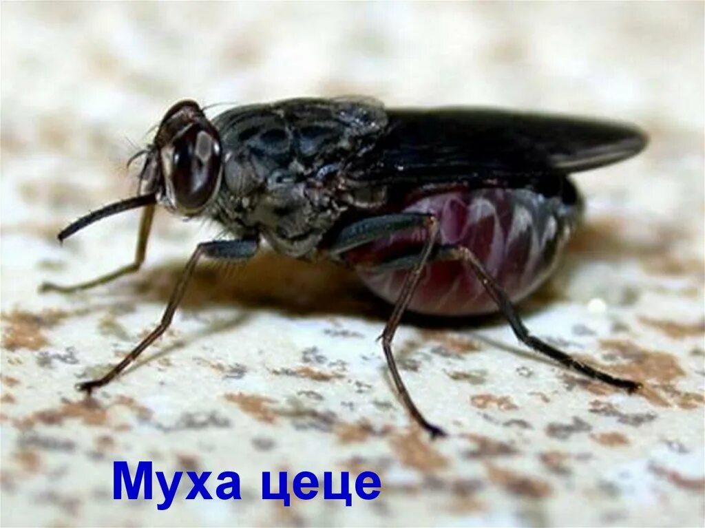 Tsetse fly. Муха ЦЕЦЕ. Африканская Муха ЦЕЦЕ. Овод слепень Муха Муха ЦЕЦЕ.