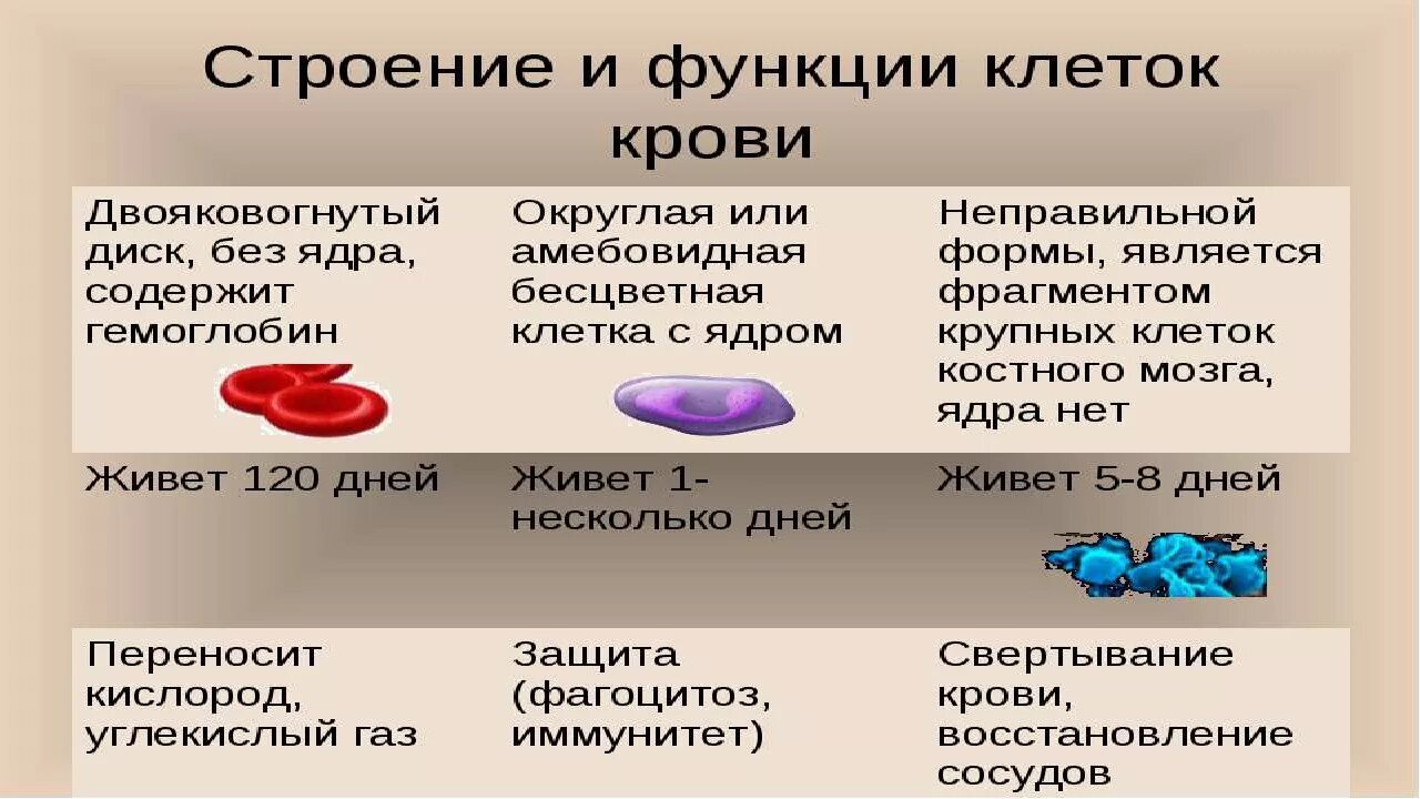 Какие клетки выполняют кровеносную функцию