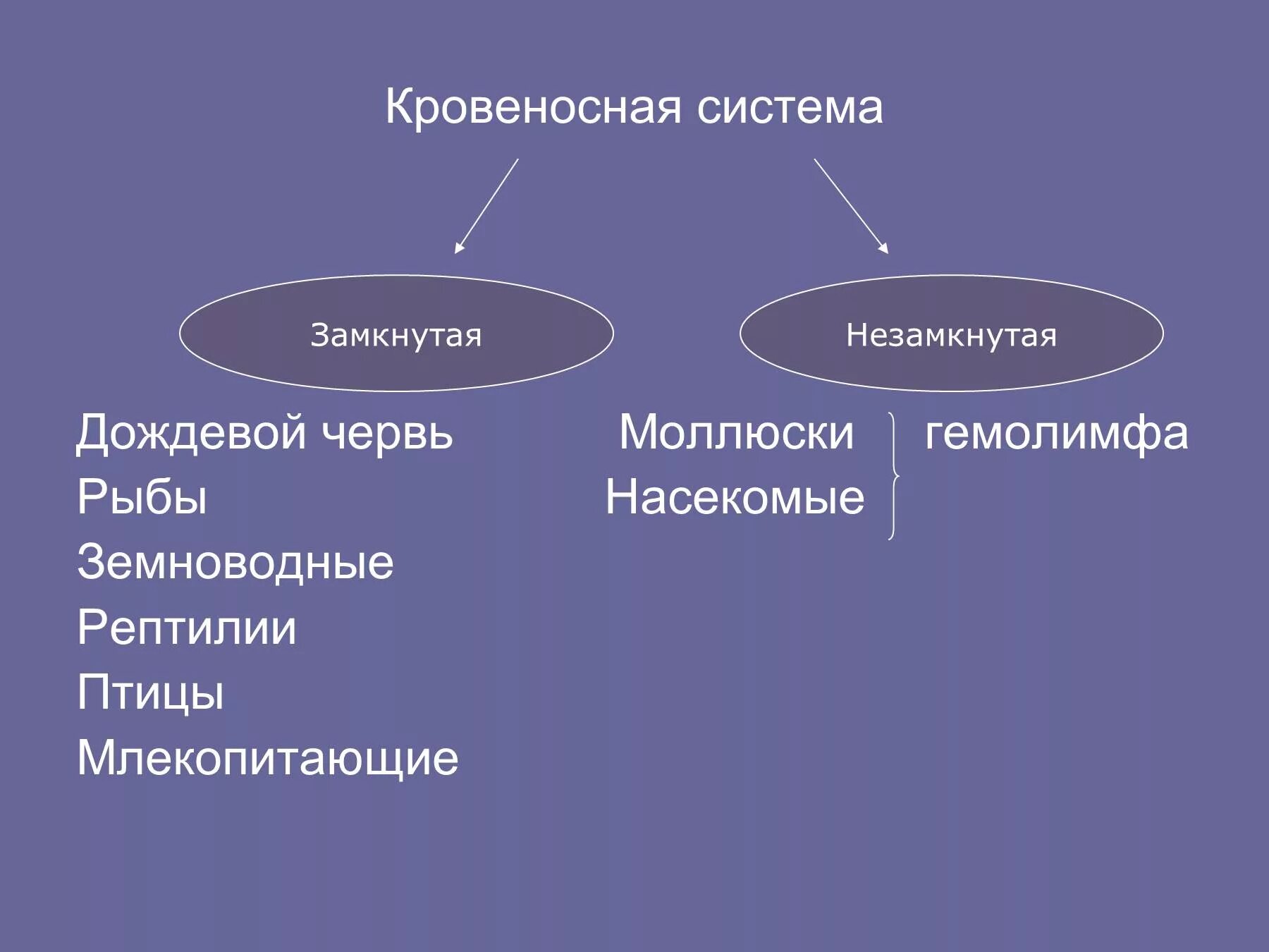 Типы кровеносных систем замкнутый и незамкнутый. Замкнутая кровеносная система. Незамкнутая кровеносная система. Отличие замкнутой и незамкнутой кровеносной системой. Незамкнутая кровеносная система характеристика