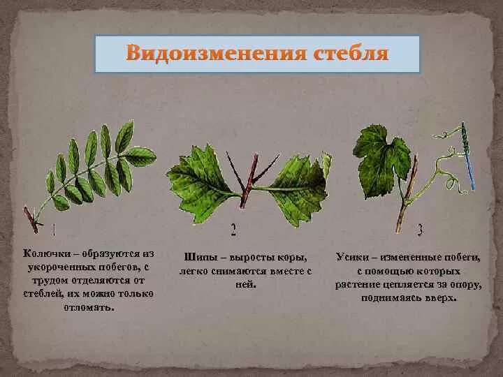 Картинки ПРИМЕРЫ ЛИСТЬЕВ УСИКОВ