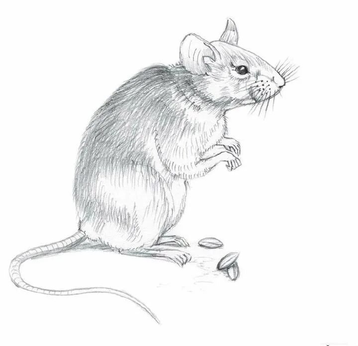Мышь для графики. Мышь карандашом. Мышка рисунок карандашом. Мышка набросок. Нарисовать крысу карандашом.