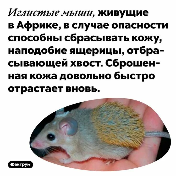 Кот. Правда ли что мыши приносят только вред. Кошка ловит мышь. Мышь в руке. Стая мышей.