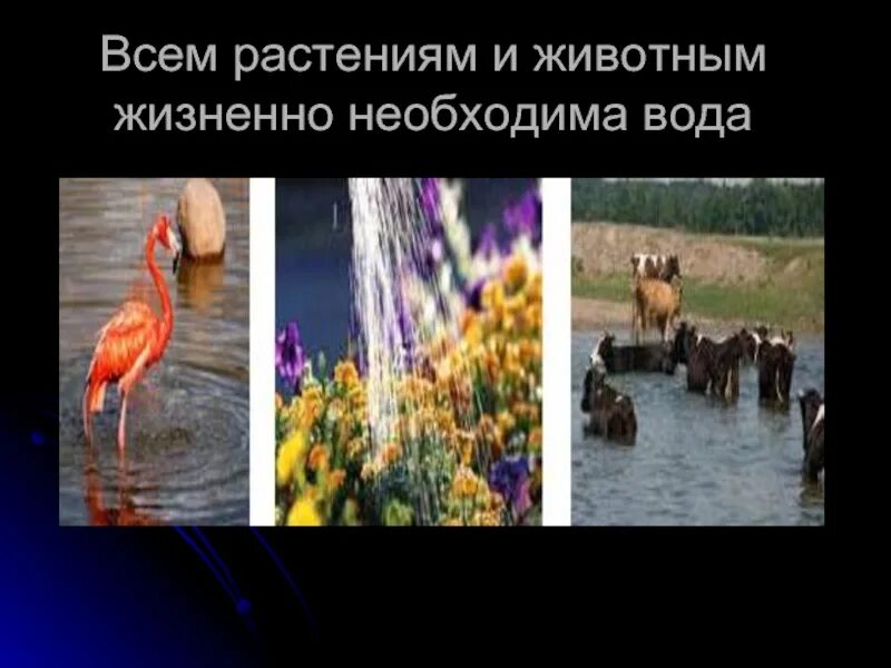 Животные жизненно необходимые