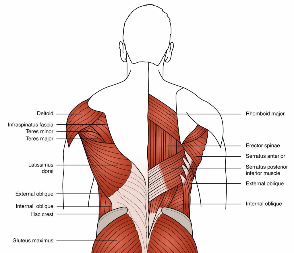 Что значит back. Мышцы спины. Спина человека анатомия. Женская спина мышцы анатомия. Мышцы спины анатомия человека.