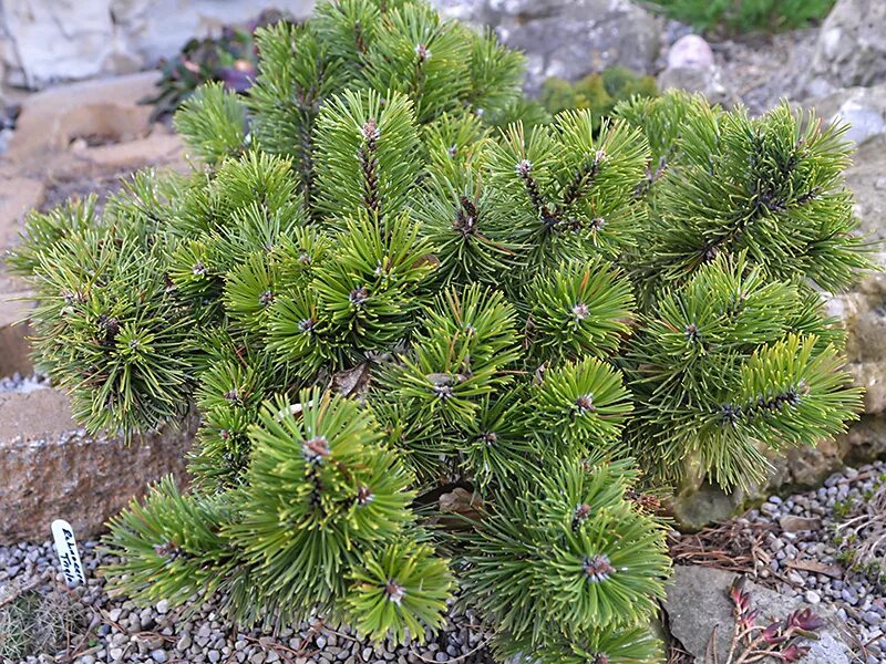 Сосна Горная Шервуд компакт. Pinus mugo 'Sherwood Compact'. Сосна Горная Jezek. Pinus mugo 'Zwergkugel' (pa).