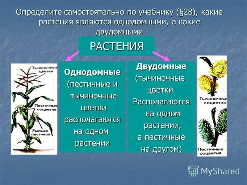 Как отличить растения. Однодомные и двудомные растения. Однодомные и двудомные цветки. Однополые однодомные двудомные. Однодомные двудомные и полигамные растения.