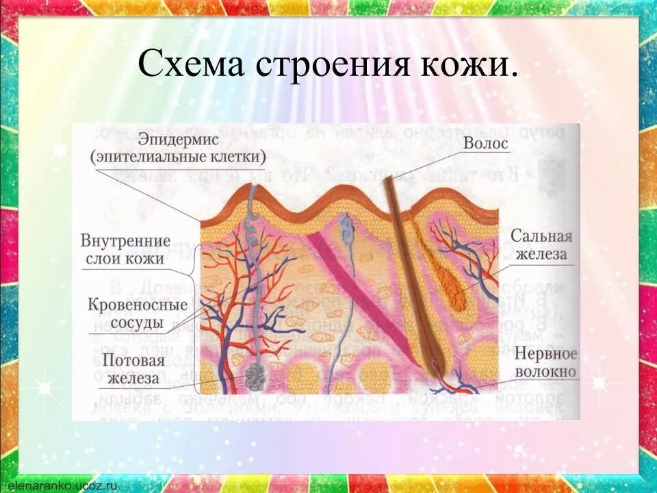 Тест кожа строение и функции 8 класс. Схема строения кожи. Схема строение и функции кожи. Строение кожи 8 класс биология. Строение кожи и ее функции.