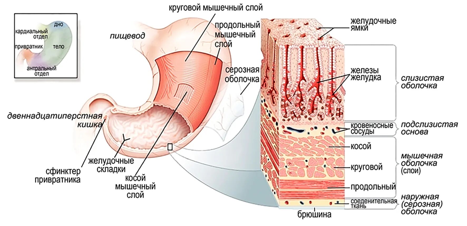 Структура слизистой оболочки желудка. Строение стенки ЖКТ анатомия. Строение стенки образования слизистой оболочки.