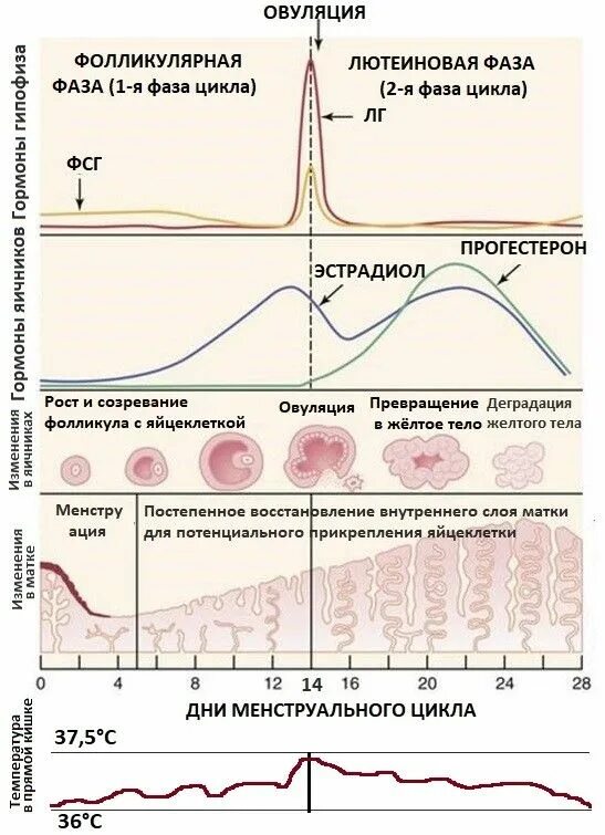 Яичники в пременопаузе. Фазы цикла менструационного цикла. Регуляция менструационного цикла прогестерон. ЛГ ФСГ В фазы менструационного цикла. Влияние гормонов яичников в разные фазы цикла.