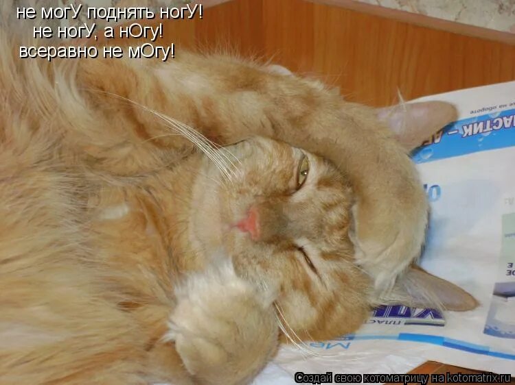 бог может поднять камень. я отомщу кот. не смогу поднять. не смогли смириться с поражением мемы. ты падал цитаты.
