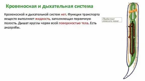 Транспорт веществ у плоских червей