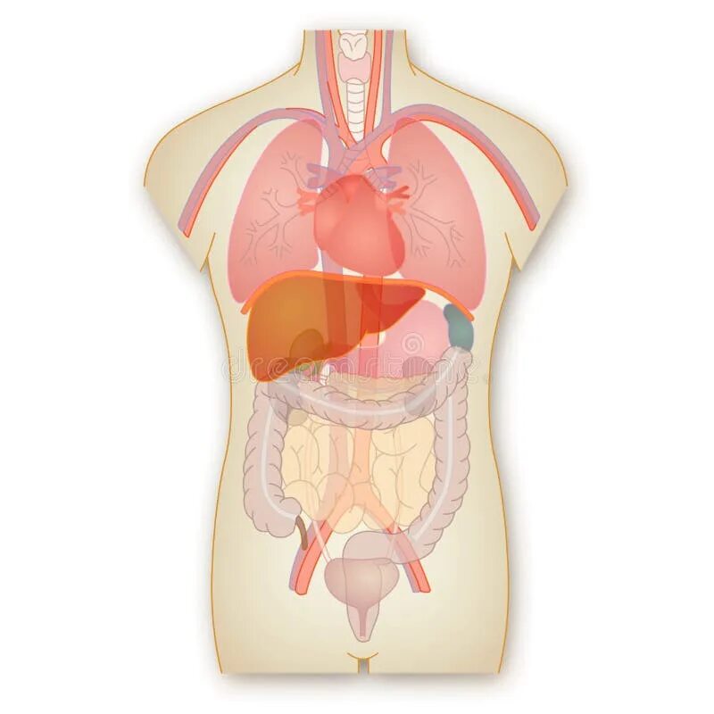 Мочевой пузырь печень. Живот человека органы фото с надписями. Человек прозрачный анатомия.