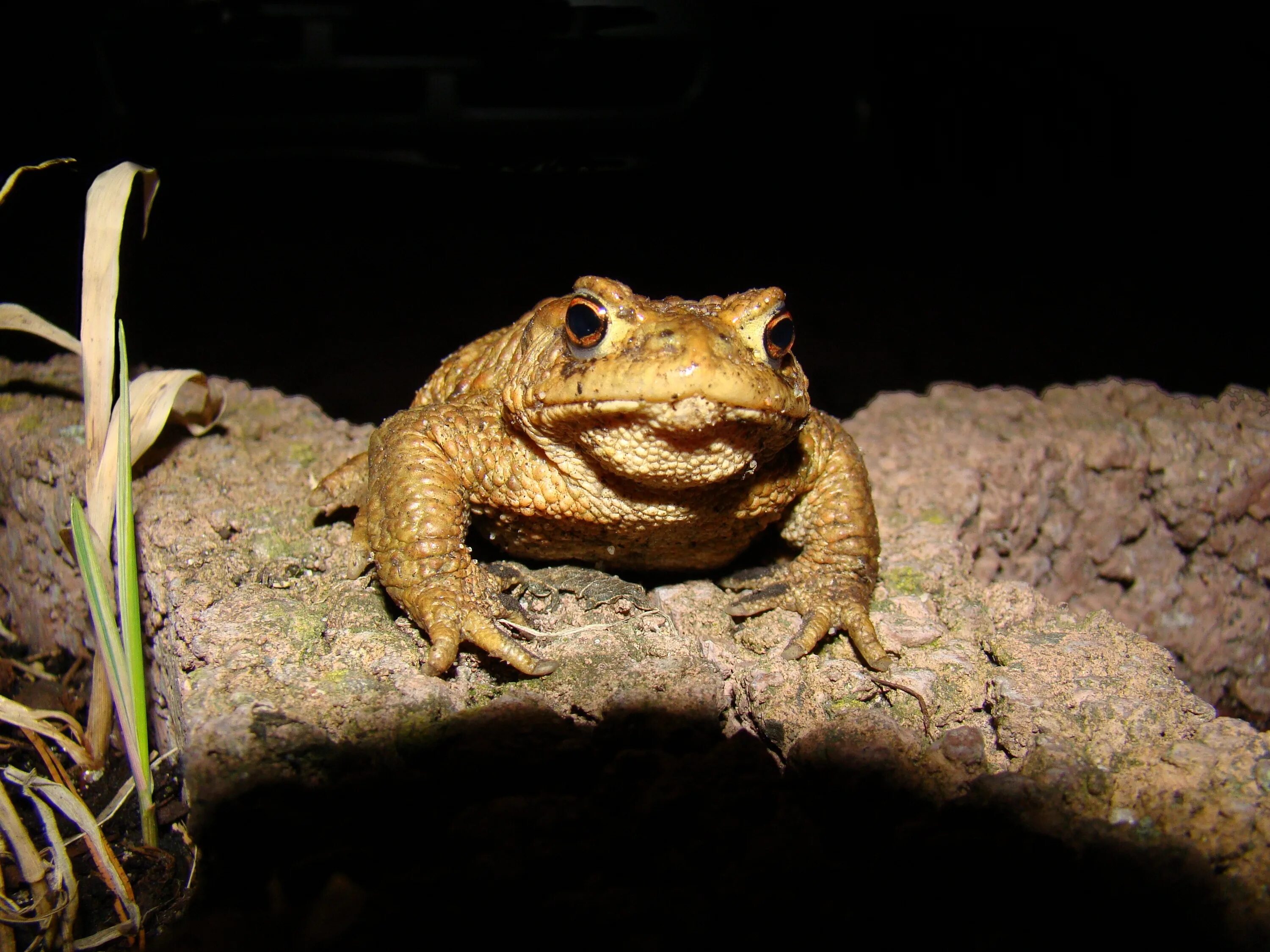 Жаба это ночное животное. Жаба. Лягушка обыкновенная. Обычная жаба. Лягушка обычная.