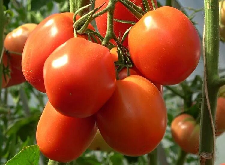 Томат великосветский 10шт партнер. Томат великосветский. Томат великосветский f1. Томат великосветский отзывы. Томат великосветский f1.