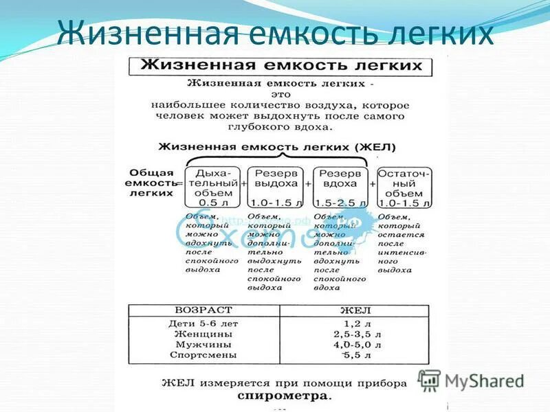 Жизненная емкость складывается из