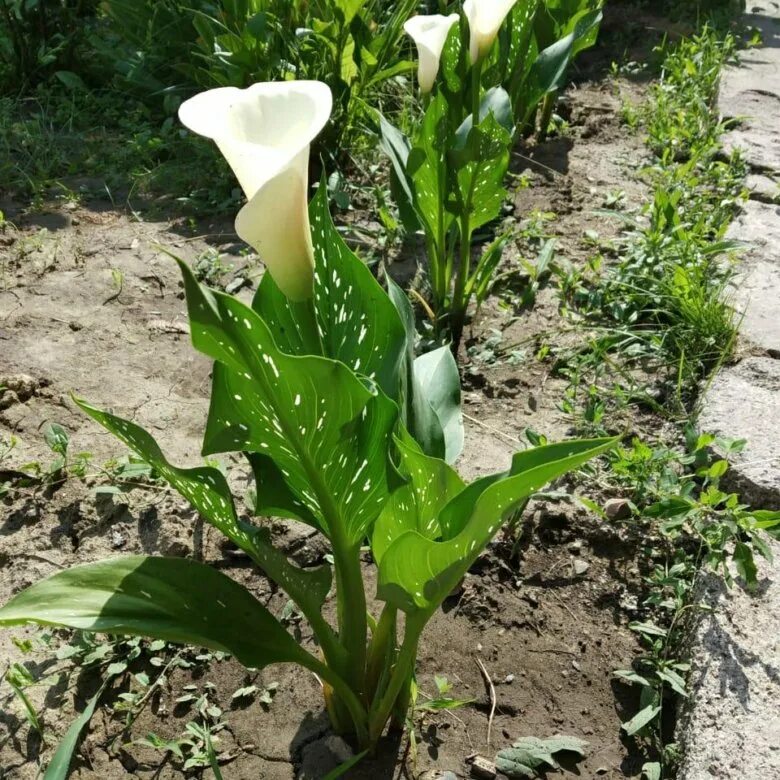 калла вайт. калла вайт идеал. каллы голландия. лилия калла мондштадт. лилия калла геншин.