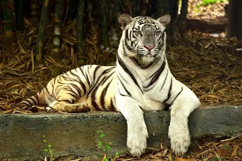 The bengal tiger