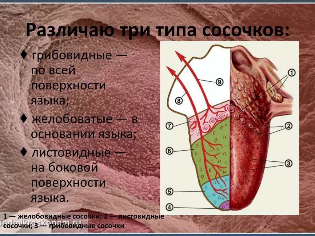 Вкусовые рецепторы на языке грибовидные. Желобоватые сосочки языка.