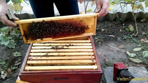 С одного улья одновременно