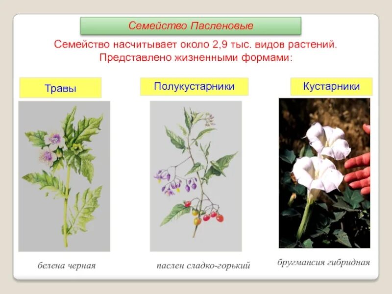 Покрытосеменные пасленовые двудольные. Двудольные растения Пасленовые. Жизненные формы пасленовых растений. Двудольные семейство Паслёновые. Побег пасленовых.