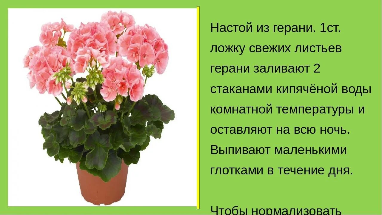 Герань полезности. Пеларгония душистая характеристика. Лекарственные растения герань комнатная. Герань цветок характеристика. Польза герани.