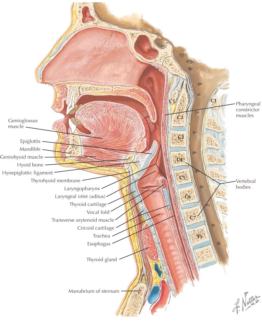 Сагиттальный срез гортани. Глотка анатомия Неттер.
