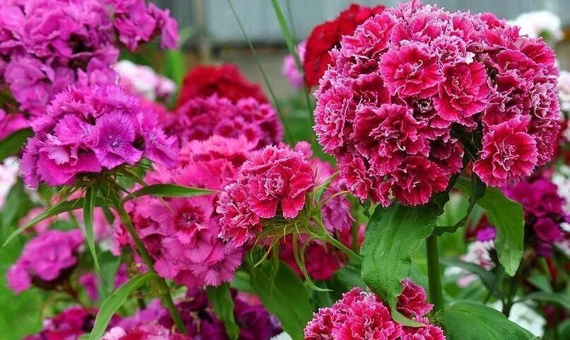 Турецкая гвоздика весной. Dianthus barbatus l. гвоздика бородатая. Гвоздика бородатая турецкая малиновая. Гвоздика турецкая махровая. Гвоздика турецкая Чардаш красная.