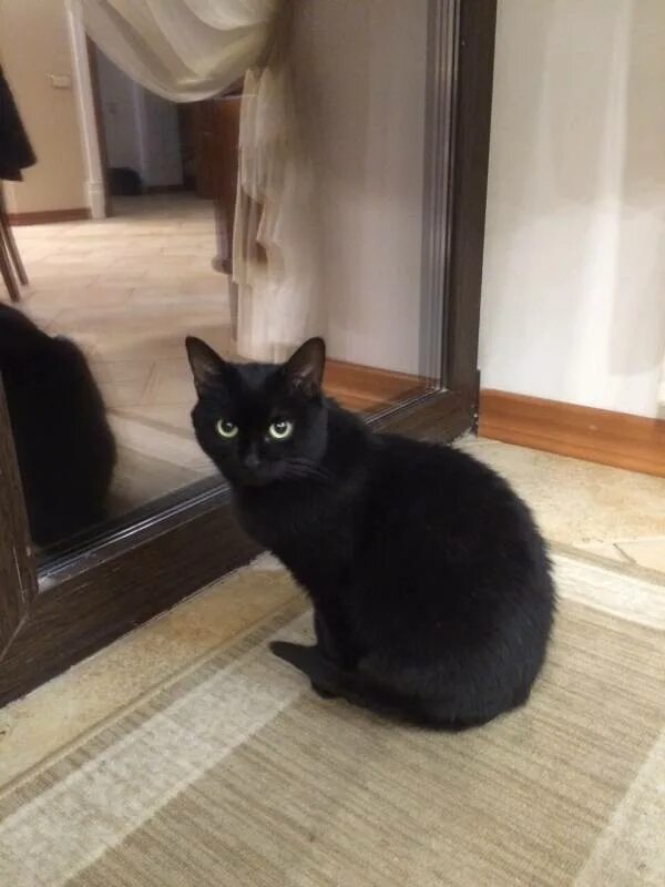 потерялся черный котенок. порода кошек бомбейская черная с белой грудкой. черные и потерянные. потерялся черный кот. собака черно коричневая охот.