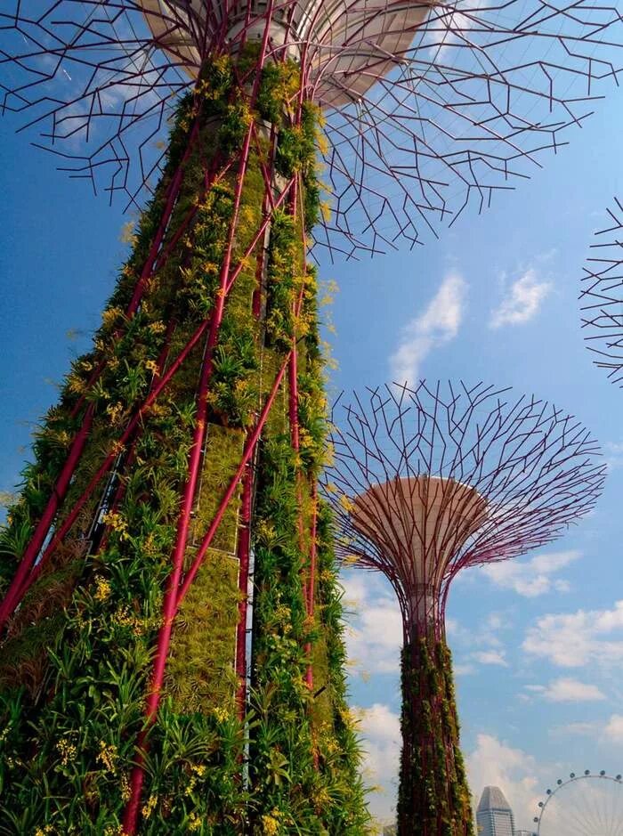 Деревья оазиса. Gardens by the Bay Сингапур. Супердеревья в Сингапуре. Футуристический парк «сады у залива», Сингапур. Сингапур роща деревья.