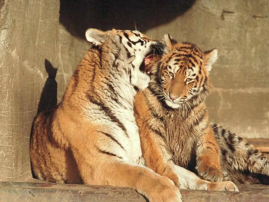 Укус тигра. Ласковый тигр. Тигр и тигрица. Тигр с тигренком.