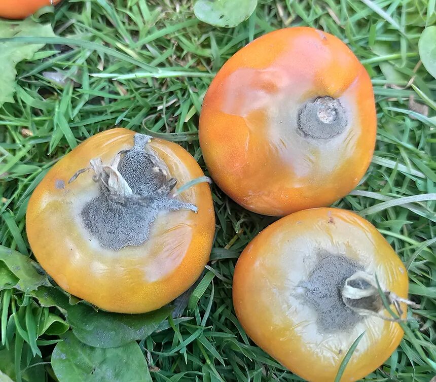 Серая стеблевая гниль томатов. Серая гниль на помидорах. Поверхностная гниль на помидорах. Серая гниль на томатах