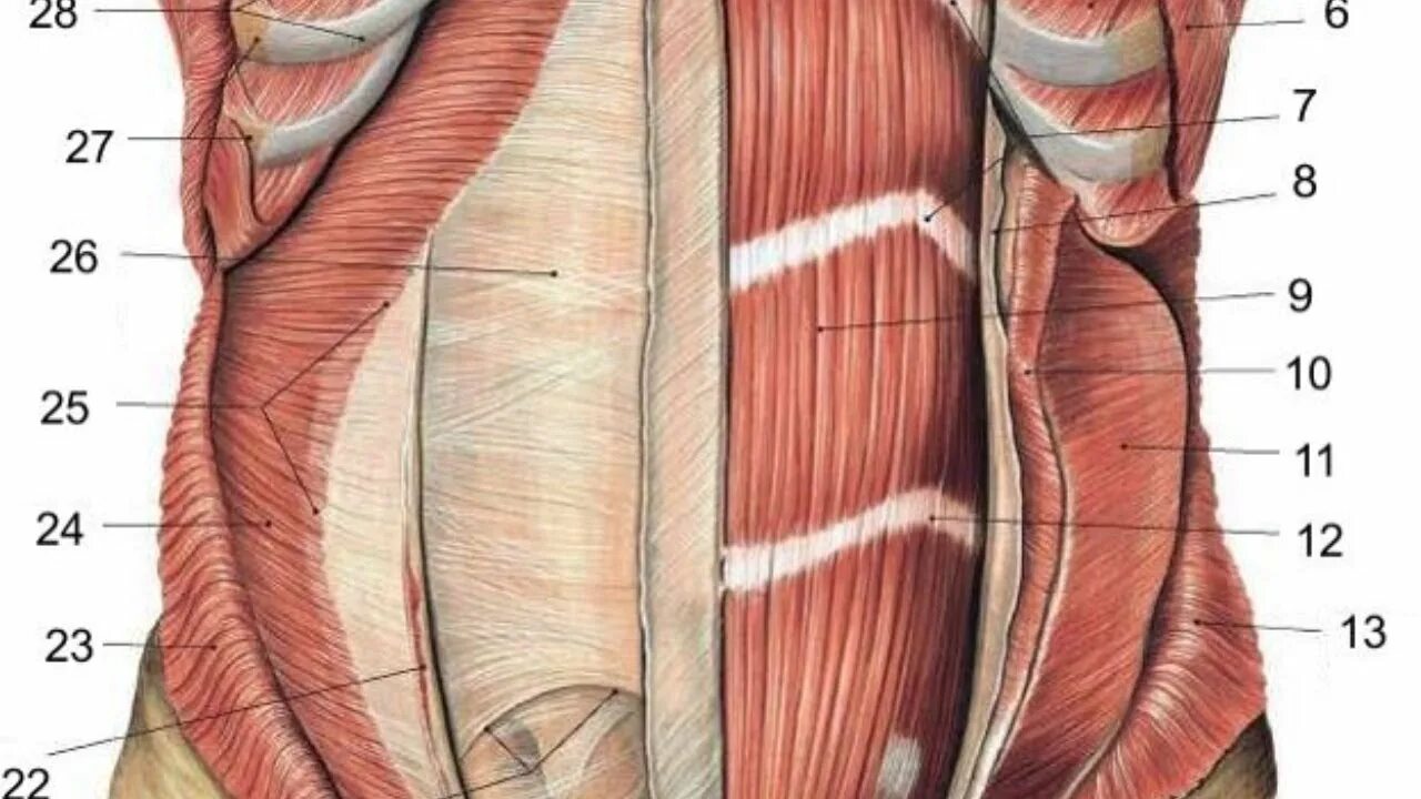 Пирамидальная мышца живота анатомия. Мышцы и фасции живота. Мышцы брюшной стенки человека анатомия. Передняя брюшная стенка мышцы.