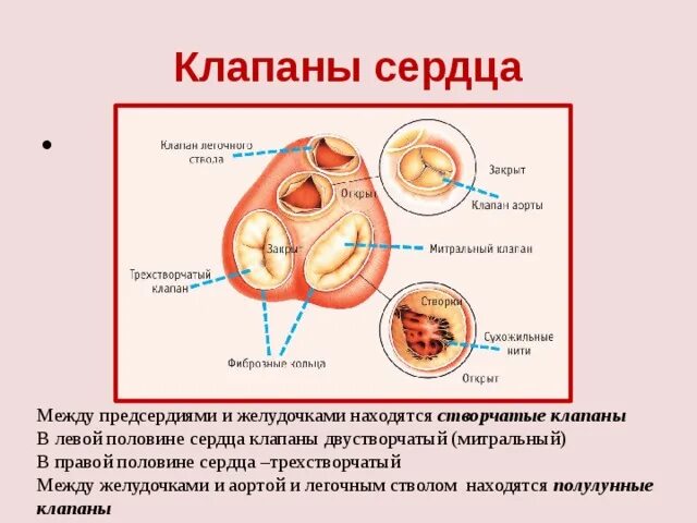 Между правыми предсердием и желудочком находится клапан. Между предсердиями и желудочками сердца расположены клапаны. Двустворчатый клапан название. Клапан между левым предсердием и желудочком. Двустворчатый клапан сердца расположен.