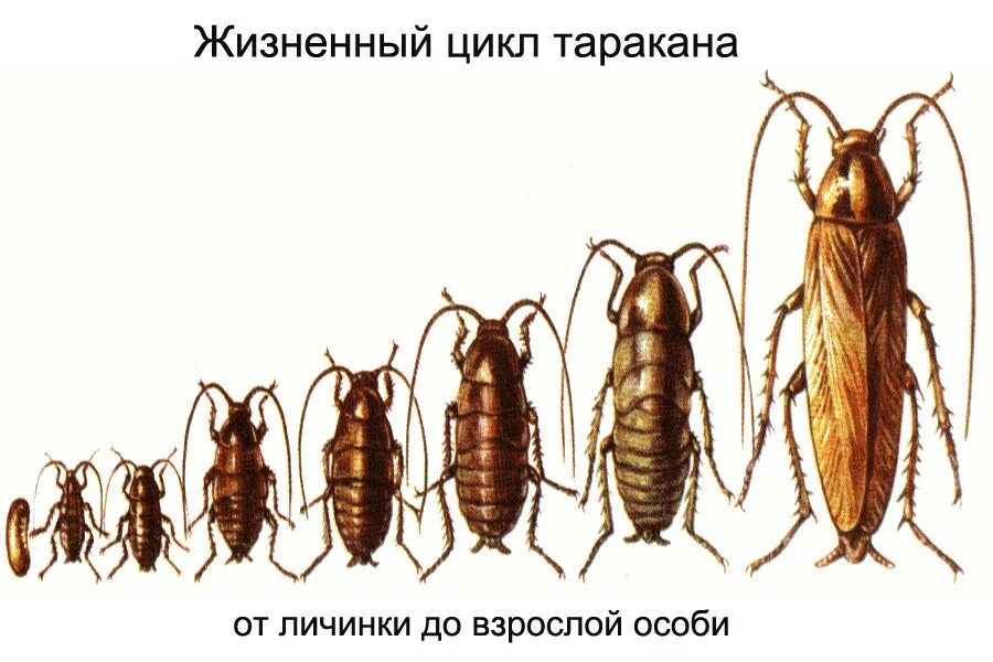 Таракан рыжий Прусак размножение. Жизненный цикл тараканов Прусаков. Таракан Прусак стадии развития. Тараканы фазы развития. Почему таракана назвали тараканом