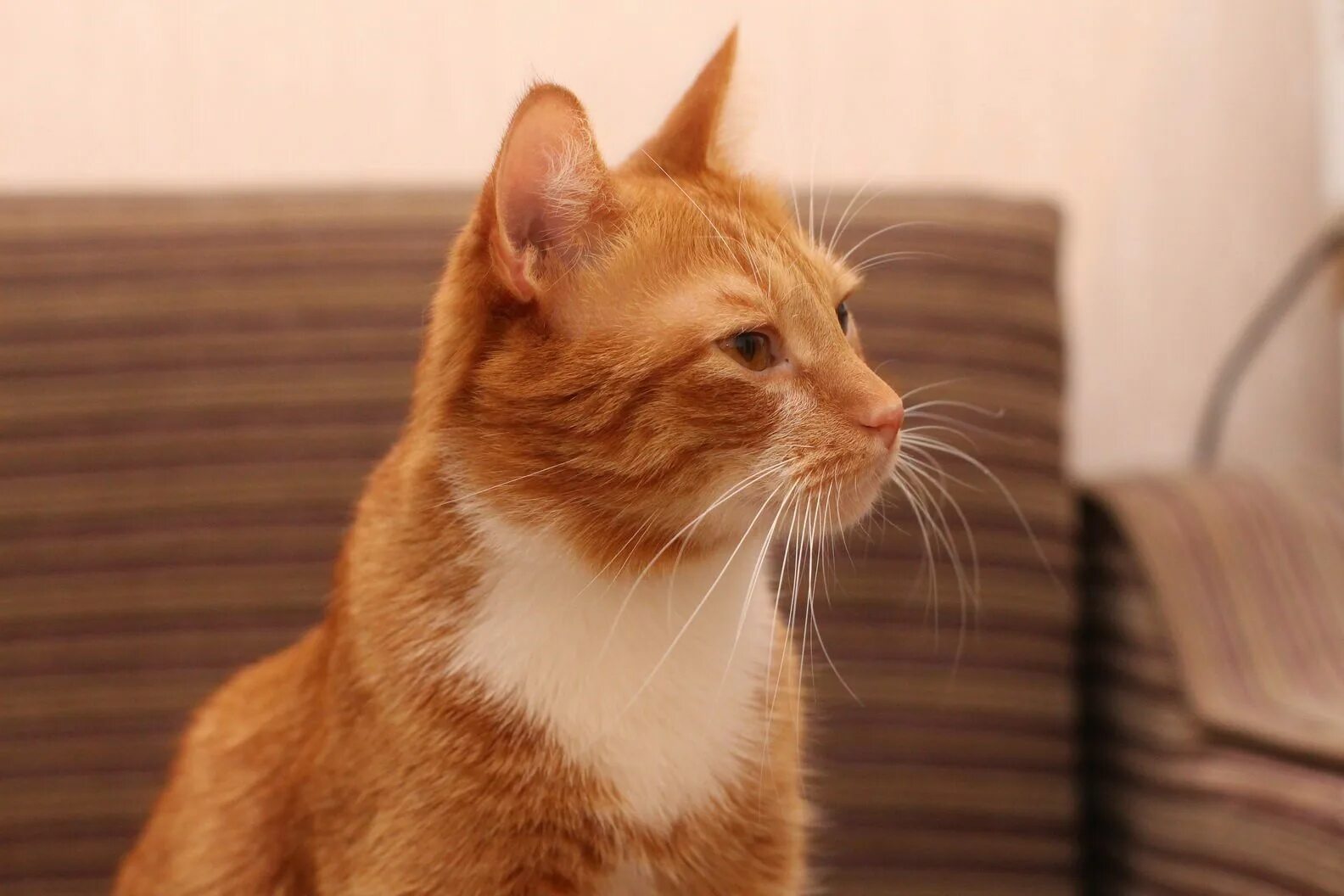 Рыжий кот минск. Пушистый котик под солнышком. Тимашевск найден рыжий кот. Рыжий кот минск. Рыжий кот минск.