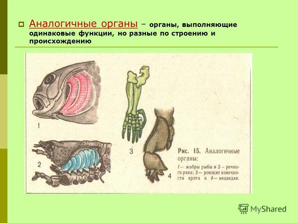 органы дыхания рыб и ракообразных. жабры рака и рыбы. жабры рака и рыбы. аналогичные органы доказательства эволюции. жабры рака и рыбы.
